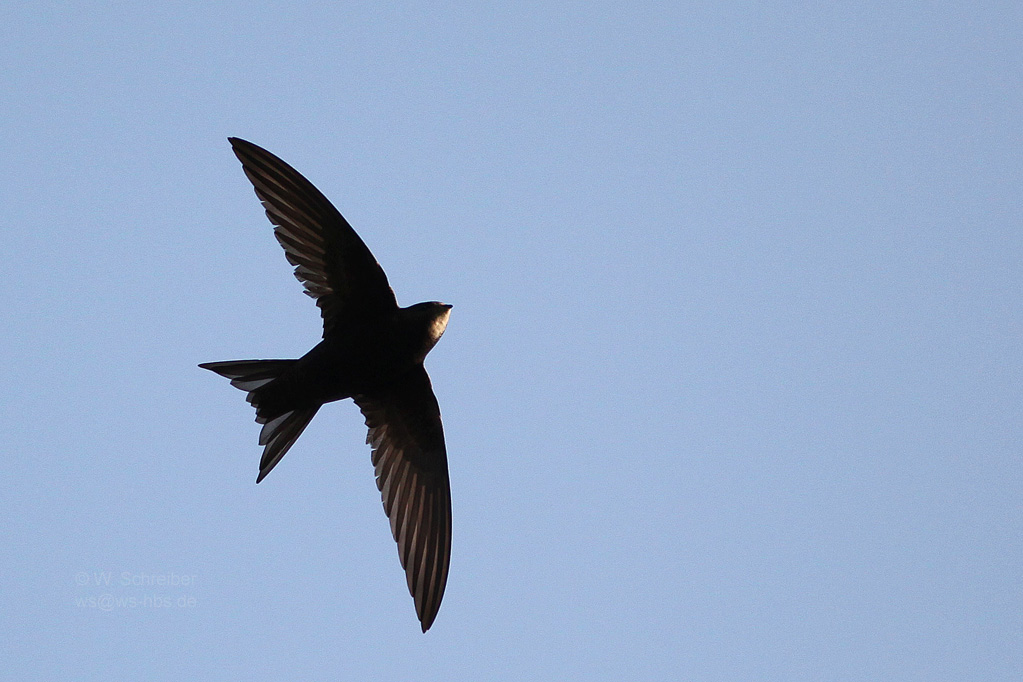 Mauerseglerflugbild